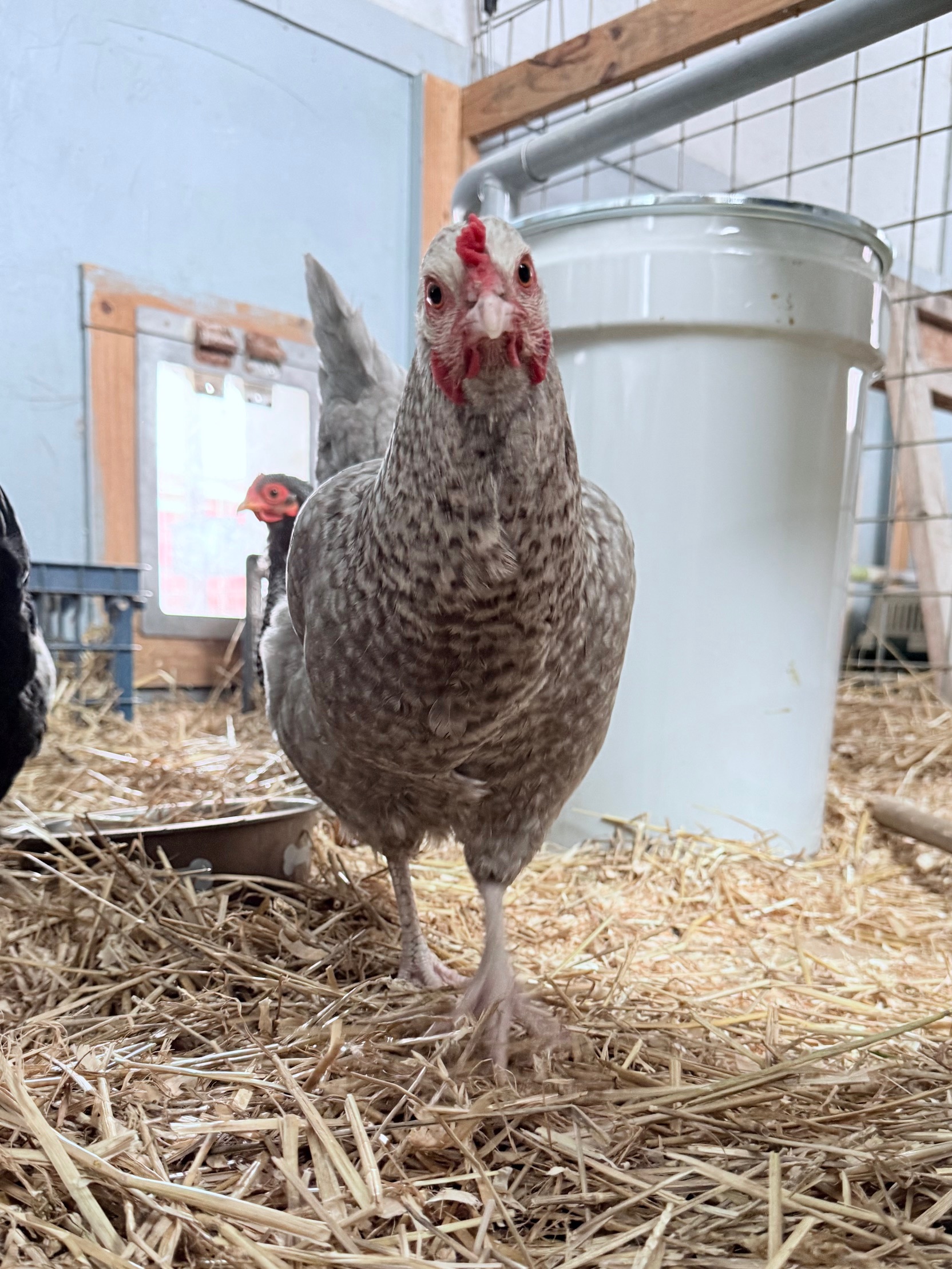 Meet Chicky