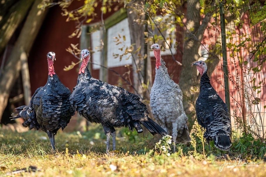 Meet The Teenage Mutant Ninja Turkeys