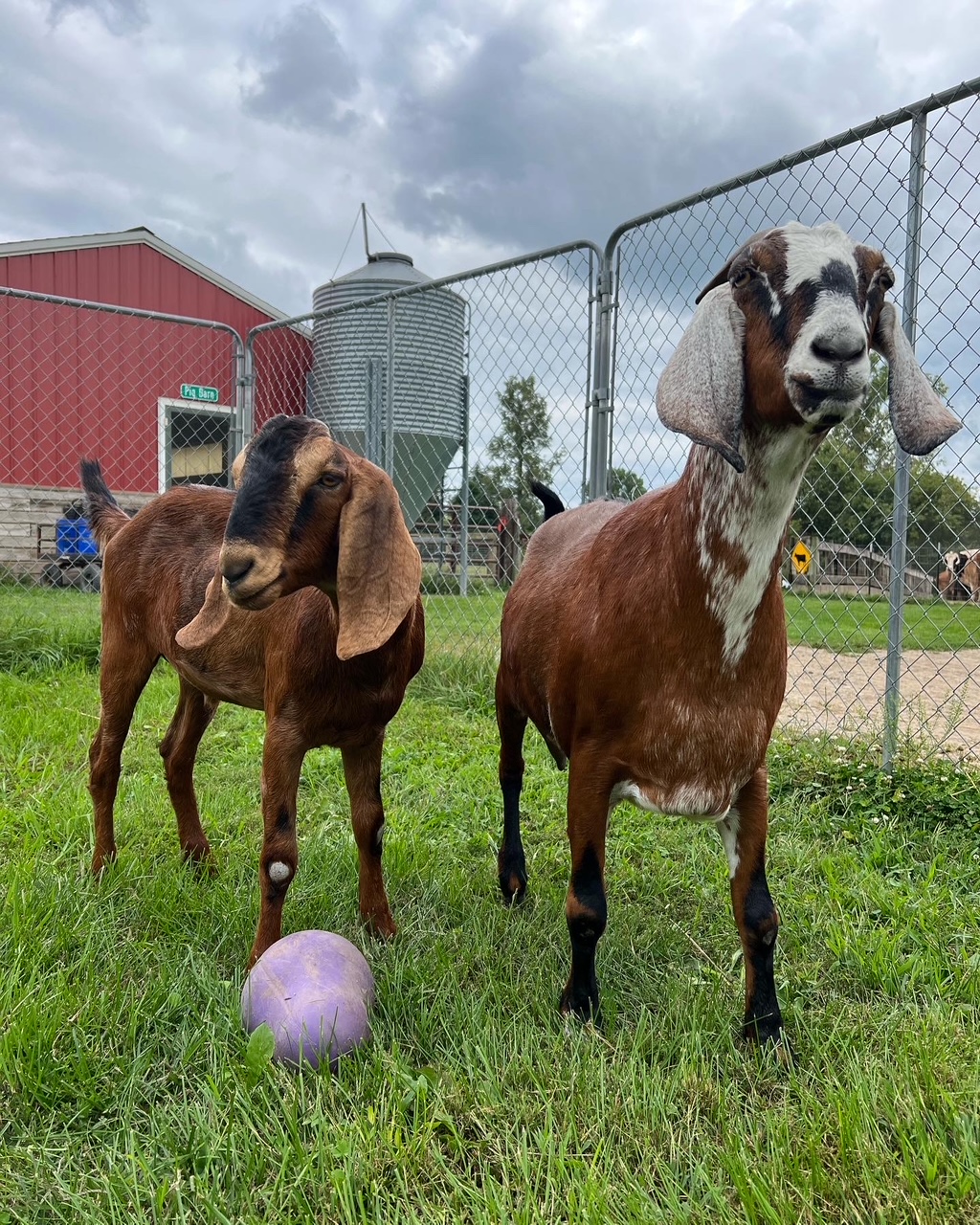 Meet Sam & Gibby