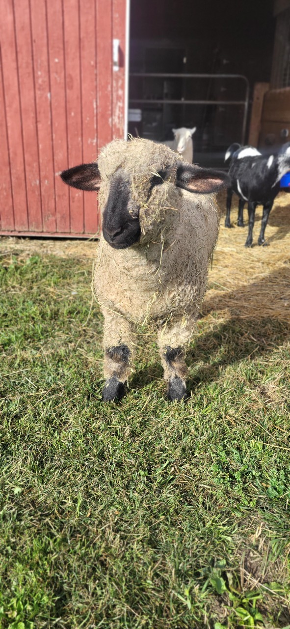 Meet Geri
